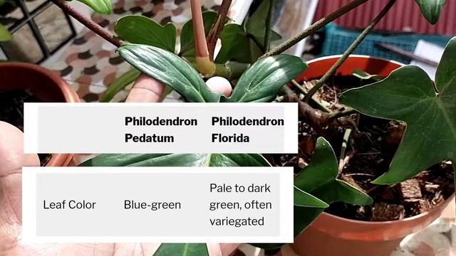 PHILODENDRON PEDATUM VS PHILODENDRON FLORIDA GREEN | DIFFERENCE BETWEEN PEDATUM AND FLORIDA GREEN