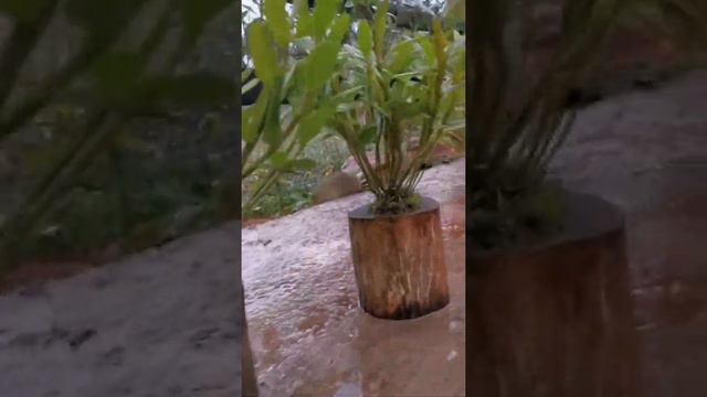 How amazing to grow orchids propagate plant fast and easy #2872 смотреть онлайн