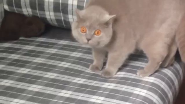 Реакция кота на новую кошечку смотреть онлайн