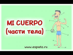 Испанский язык Урок 12 Части тела - partes del cuerpo №1 - части тела (www.espato.ru)