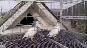 Будапештские высоколетные голуби молодежь 1