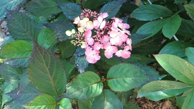 Рай на 8 сотках своими руками. Обзор участка в середине августа смотреть онлайн