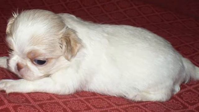 Хины (нояб).www.dogs585.my1.ru смотреть онлайн