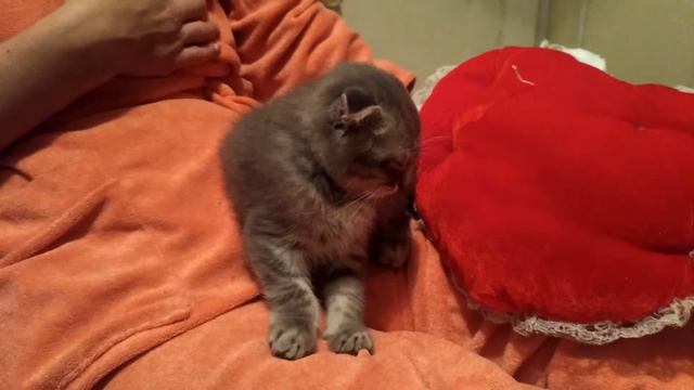 Прикол, Котёнок смешно спит стоя, даже от подушки отказался) смотреть онлайн