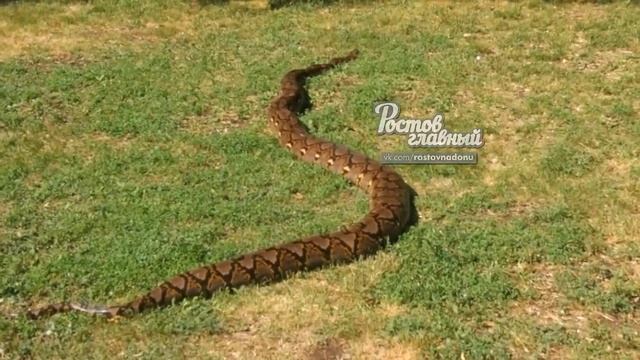 Питон на Пушинской смотреть онлайн