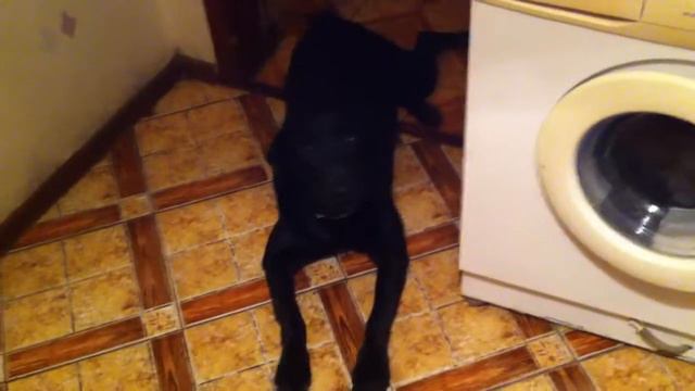 Говорящий лабрадор смотреть онлайн