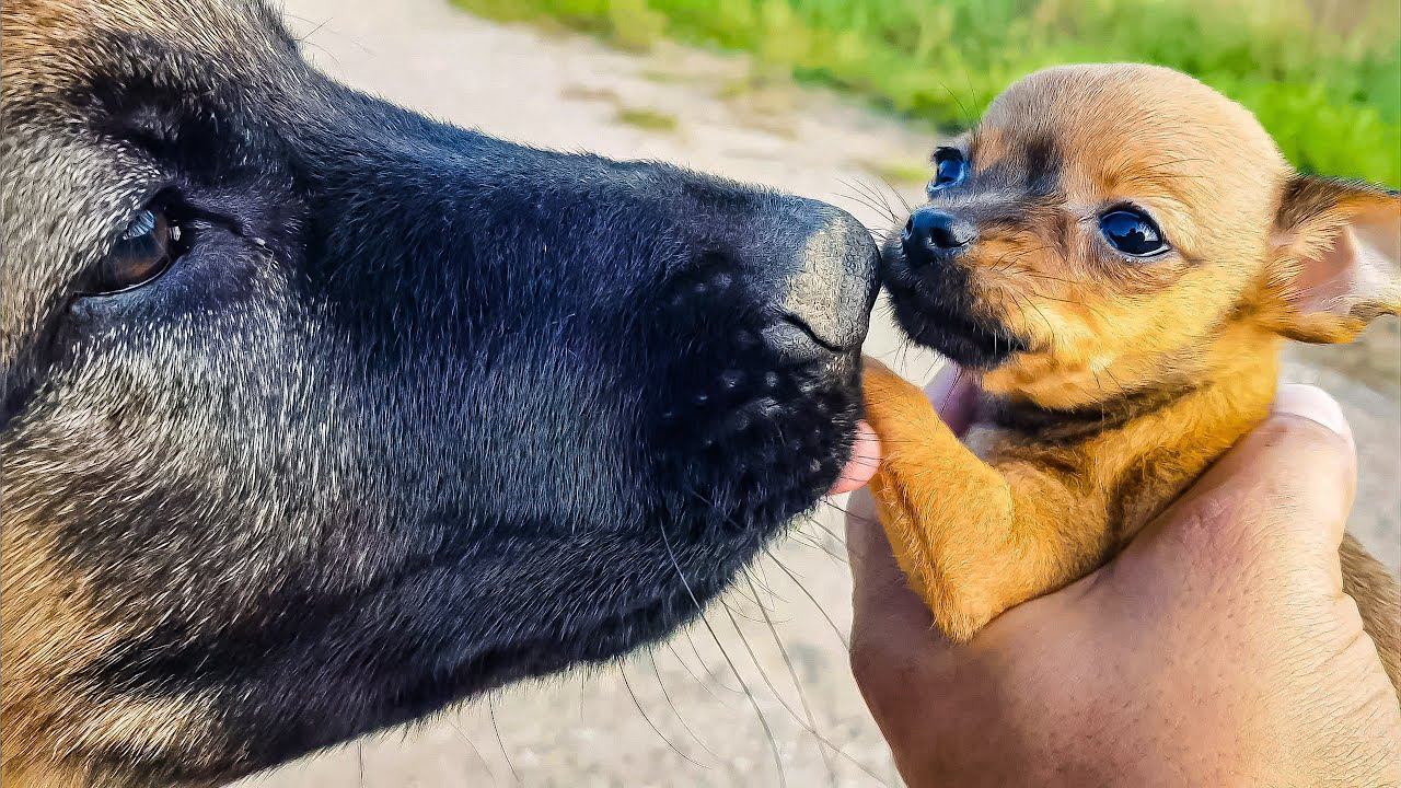 КОТЯТА, КОЗЛЯТА, ЩЕНЯТА) смотреть онлайн