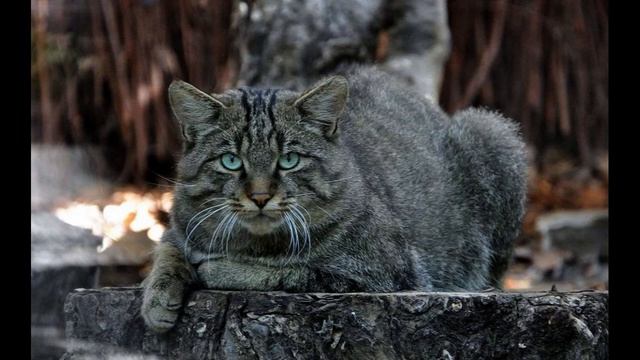 Кавказский лесной кот смотреть онлайн