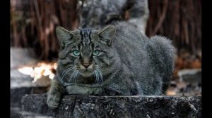 Кавказский лесной кот