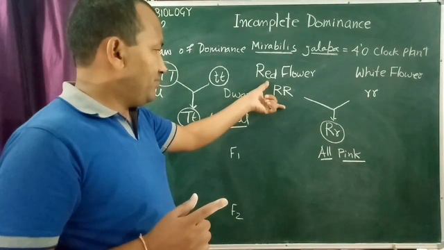 Incomplete Dominance (in English),NCERT BIOLOGY,Class-12,Unit-2,Ch.-2 смотреть онлайн