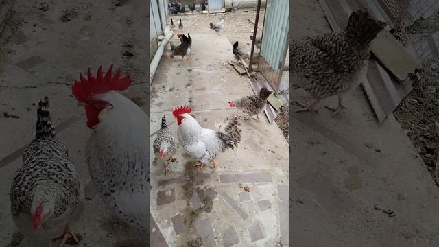 Маран черно медный. От чего зависит цвет яйца у этой породы?