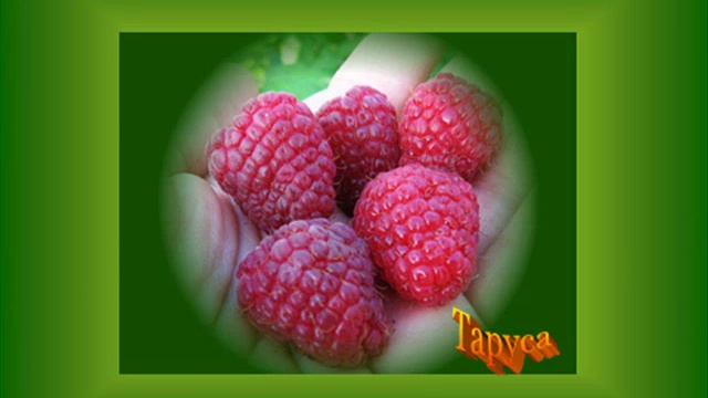 Малина. Малиновый сад. смотреть онлайн