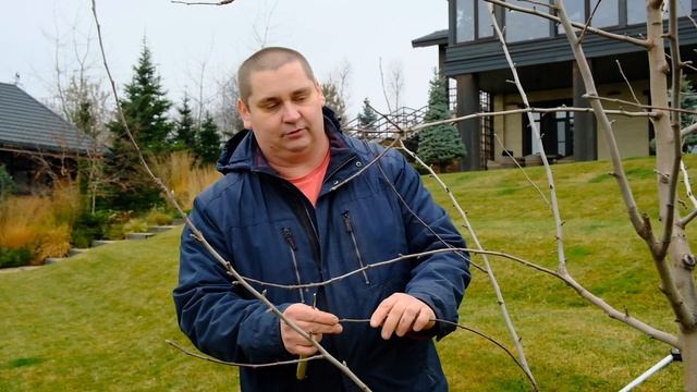 Обрезка хвойных и лиственных деревьев смотреть онлайн