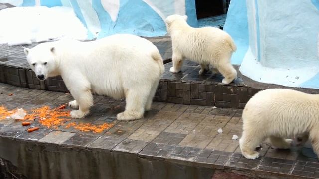 Красивый праздник у белых медведей - день рождения зоопарка. смотреть онлайн