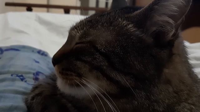 КоТиГад Кот храпит, котики приколы, котики смешные смотреть онлайн