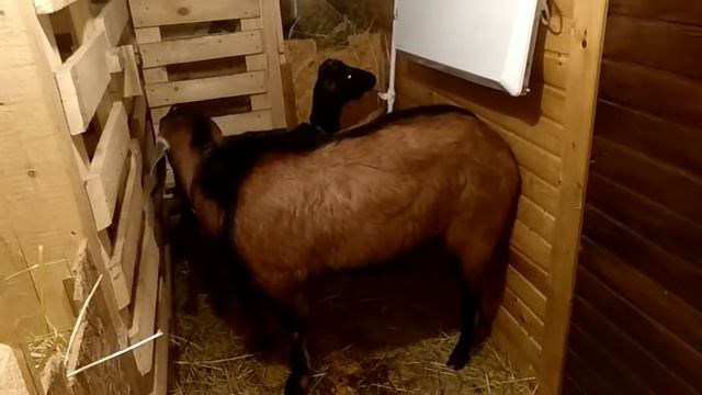 Полиэстричные козы. смотреть онлайн