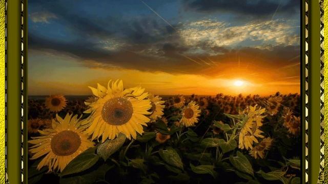 исп.Пахоменко Мария - Подсолнухи смотреть онлайн