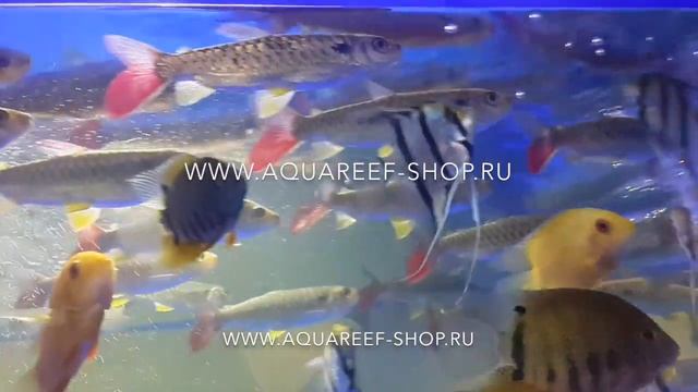 Хальцеус краснохвостый или Хальцеус крупночешуйчатый смотреть онлайн