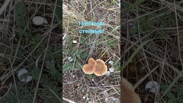 Скоро Новый год! Идём за грибами))) смотреть онлайн