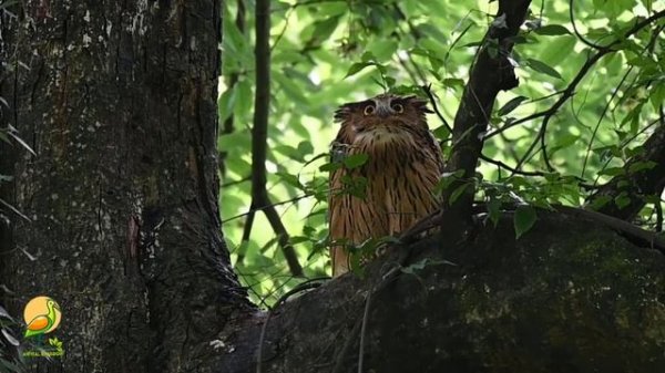 Tawny Fish Owl | Brown Fish Owl