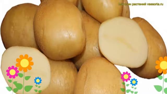 Картофель семенной. Краткий обзор, описание характеристик, где купить картофель Армада смотреть онлайн