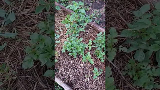 Зачем нам врут смотреть онлайн