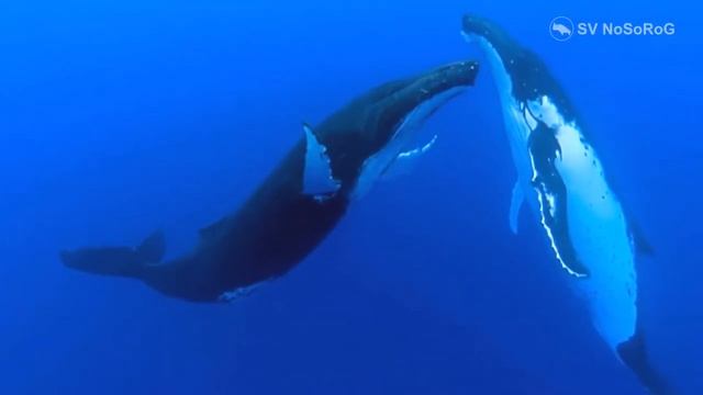 Горбатый кит смотреть онлайн