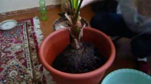 как правильно пересаживать пальму