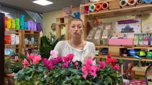 Цикламен - цветущее зимой комнатное растение. Домашние цветы необыкновенной красоты.