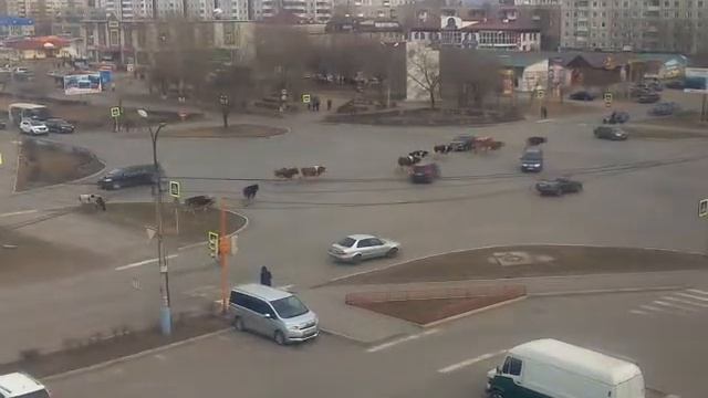 Стадо коров в центре города Минусинска. смотреть онлайн