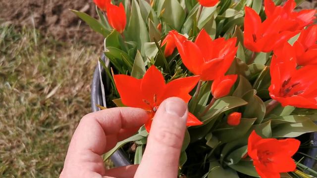Tulipa Praestans Fusilier, One Of Best Scarlet Red Tulips To Brighten Up Early Spring In The Garden