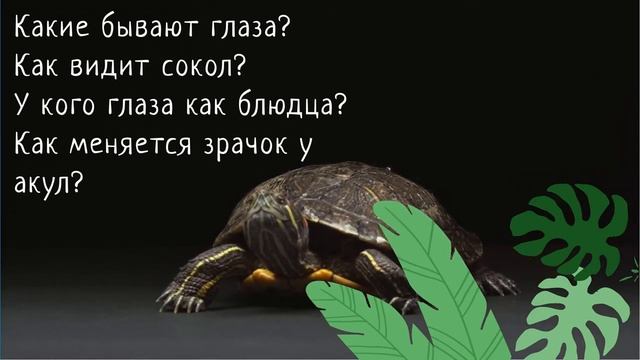 BOOK релиз книги Виталия Танасийчука «Сколько глаз у стрекозы» смотреть онлайн