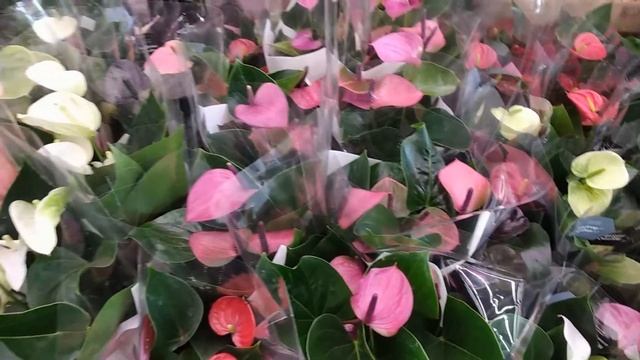 АНТУРИУМЫ - 3 в 1 горшке//все "+" и "-" такой посадки цветов в один горшок смотреть онлайн