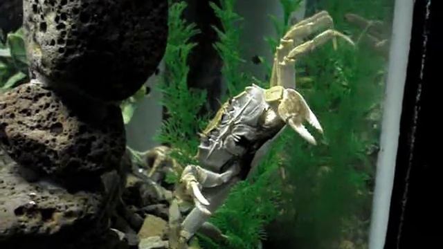 Владивосток. Океанариум.Крабы разминаются... смотреть онлайн