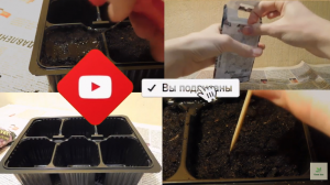 Как вырастить песчанку горную из семян (Аренария монтана).