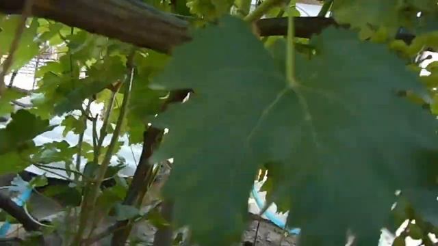 ГОЛД ФИНГЕР! 24.07.2020. ТЕЛ. +79054033245, WhatsApp и Viber +79528500417. ЗВОНИТЕ. СЕРГЕЙ. смотреть онлайн