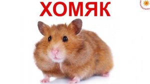 ДОМАШНИЕ ЖИВОТНЫЕ СО ЗВУКАМИ. Развивающее видео для детей про животных с голосами и картинками