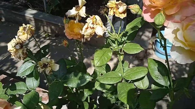 Упало грушевое дерево, не выдержало ливня после жары🍐 Обрезаю щавель. смотреть онлайн