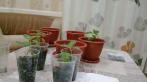 Бровалия великолепная , пикировка.