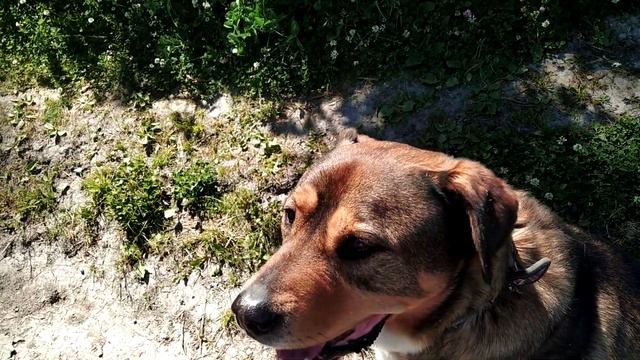 Команда "кувырок" в исполнении Рады и Рона смотреть онлайн