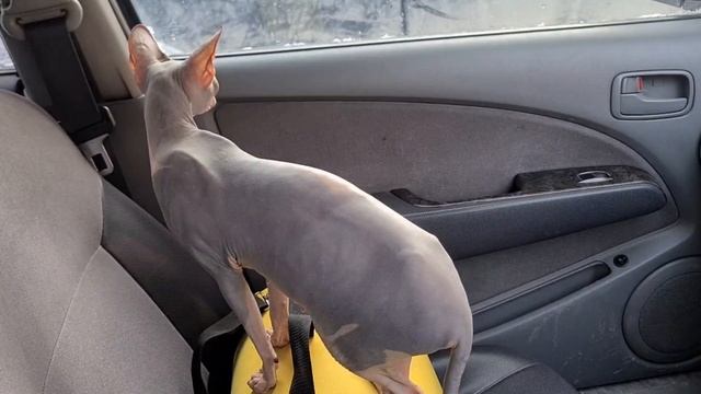 Узи беременной кошки сфинкса/Беременный канадский сфинкс #сфинкс #сфинксы #лысыйкот #беременная