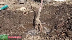 Посадка плодовых деревьев Посадка яблони