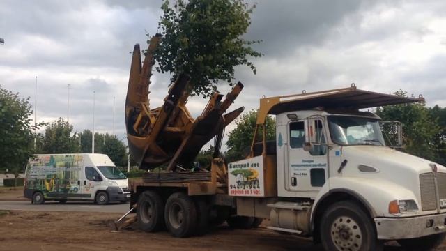 Посадка липы