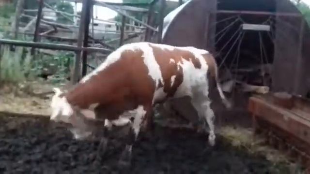 Цирк Дю Солей мечтает купить этого бычка смотреть онлайн