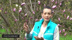 Магнолия посадка и уход / декоративные деревья