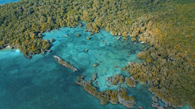 Tropical forests of the world with specticular nature sounds | Tropical forest in 4k UHD |#tropical смотреть онлайн