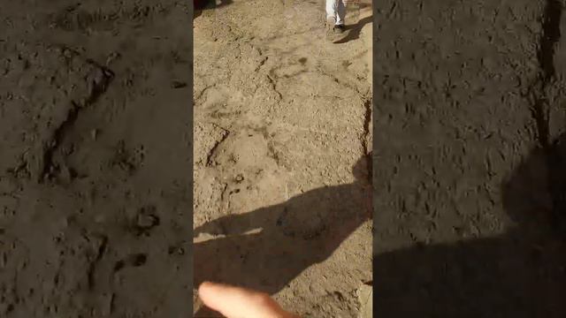 2 часть мы идём спасать животных