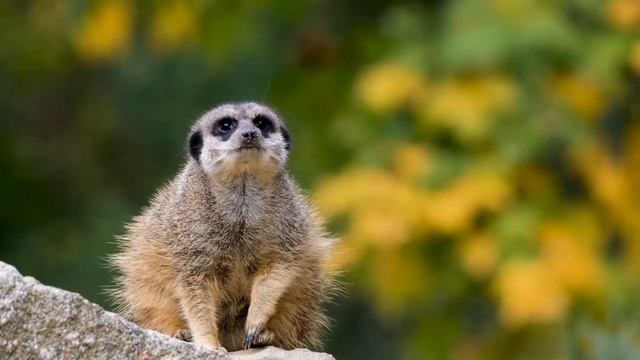 Music for relaxation.The world of amazing animals. Мир удивительных животных.Музыка для отдыха. смотреть онлайн