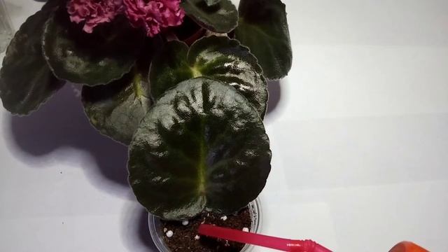 Укоренение листа фиалки/ результаты укоренения листиков из посылочки смотреть онлайн