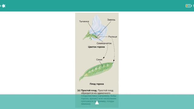 Типы плодов по характеру развития. Настоящий и ложный плод, соплодие смотреть онлайн